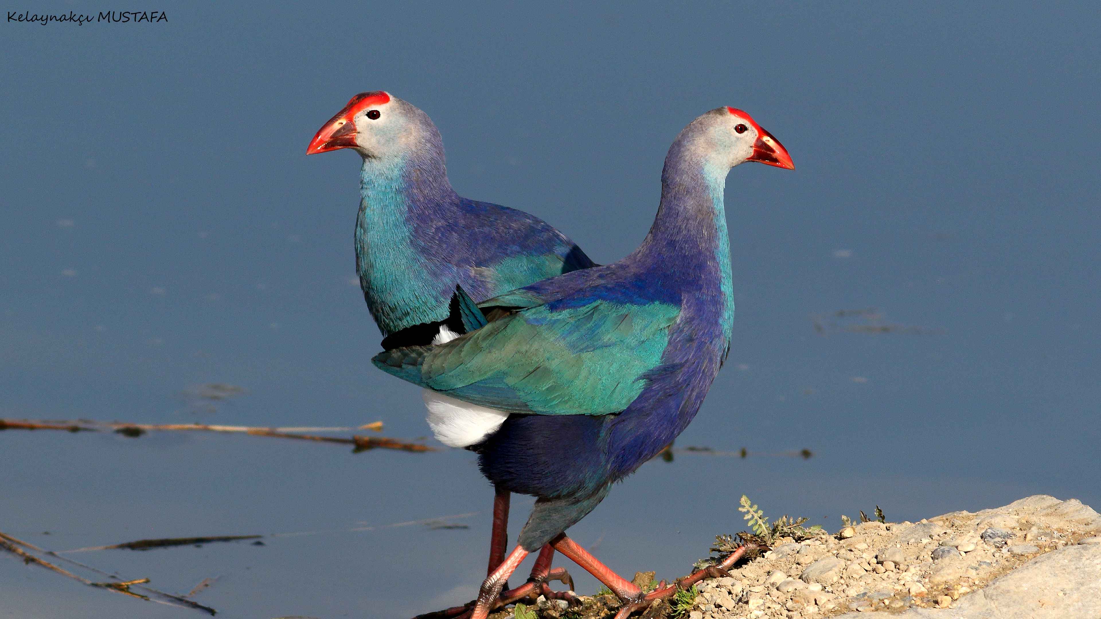 Western Swamphen